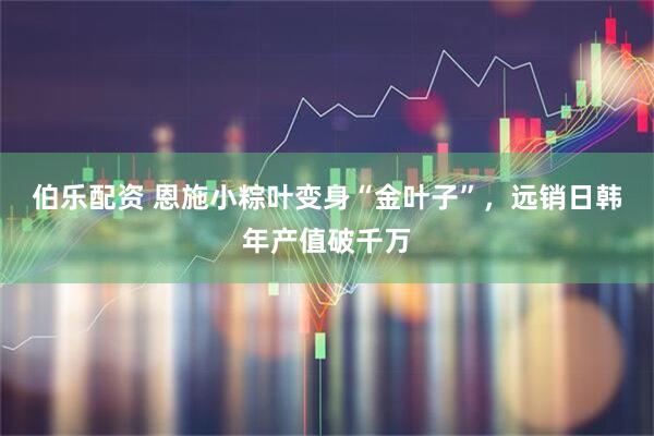 伯乐配资 恩施小粽叶变身“金叶子”，远销日韩年产值破千万